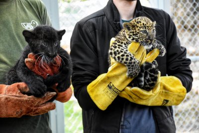 Две леопардчета са се родили във варненския зоопарк съобщи директорът