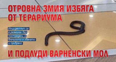 Отровна змия избяга от терариум във варненски мол съобщи Varna24 bg