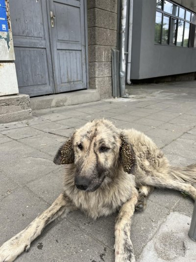Клето бездомно животно потресе Благоевград Кучето живее в центъра на