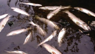 Голямо количество мъртва риба е изплувала в река Мочурица в