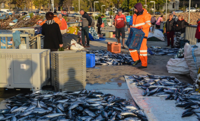 Големи пасажи сафрид зарадваха риболовците във Варненския залив и морето