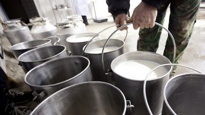 Днес пловдивските фермери подаряват млякото си на всеки отишъл при