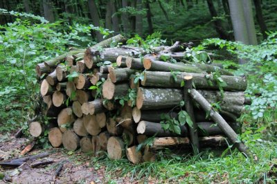 Отрязаха незаконно 155 борови дървета