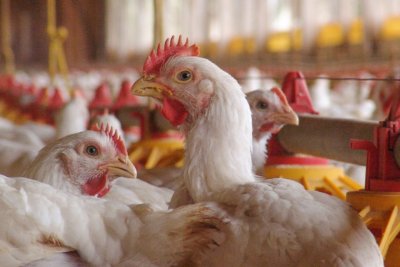 Вирусът H5N1 причинил рекордната епидемия от птичи грип в света