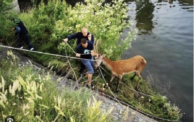  Спасиха двугодишно еленче паднало в напоителен канал край сливенското село
