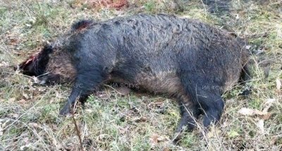 Диво прасе открито с африканска чума в Ловешко
