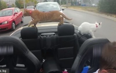 Софиянец разхожда котки с кабриолета си