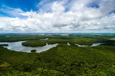 Отпускат още $500 млн. за опазване на тропическите гори