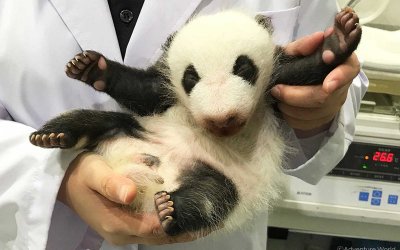 Германия пита Китай за пола на бебета панди