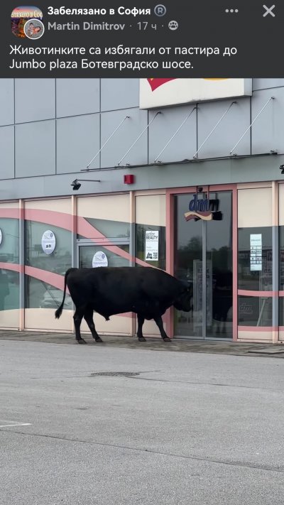 Стадо крави притича през паркинга на голям магазин на Ботевградско