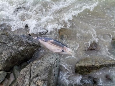 Мъртви делфини бяха изхвърлени от морето днес край бреговете на
