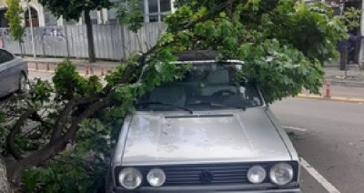 Дърво падна върху кола в центъра на Варна Мястото е