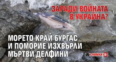 Заради войната в Украйна? Морето край Бургас и Поморие изхвърли мъртви делфини (СНИМКИ 18+)