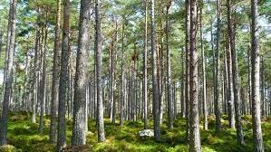Държавата ще изкупува частни гори по нови правила съобщават от