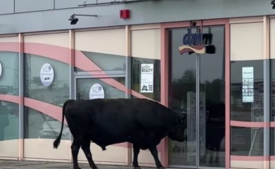 Бик се опита да влезе в магазин в София (ВИДЕО)