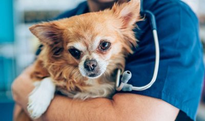 Тестват лекарство срещу стареенето върху кучета