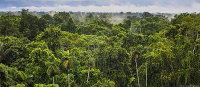 Обезлесяването на Амазонка намалява с 30%