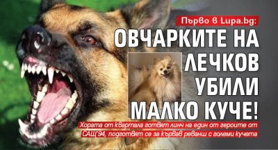 Първо в Lupa.bg: Овчарките на Лечков убили малко куче!