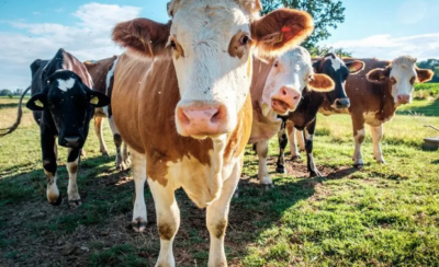 Ирландия унищожава 200 000 говеда заради борбата с промените на климата