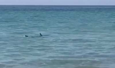 Двуметрова акула предизвика паника на испански плаж