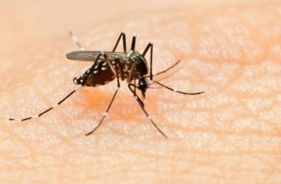 За нашествие от комари по парковете градините и крайречните зони
