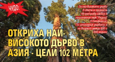 Чудо: Откриха най-високото дърво в Азия - цели 102 метра