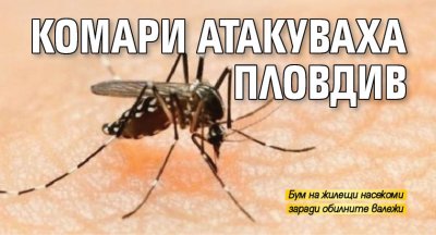 Комари атакуваха Пловдив