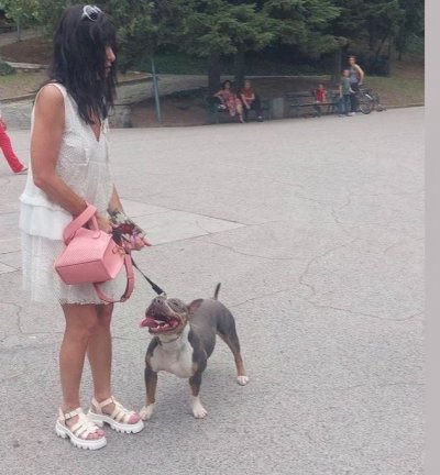 Куче е нахапало дете в Пловдив По първоначална информация инцидентът