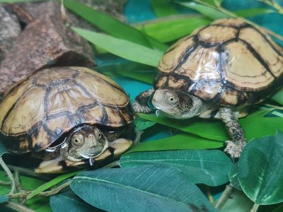 Две костенурки от застрашен вид изчезнаха от заграждението си в зоопарк във Великобритания