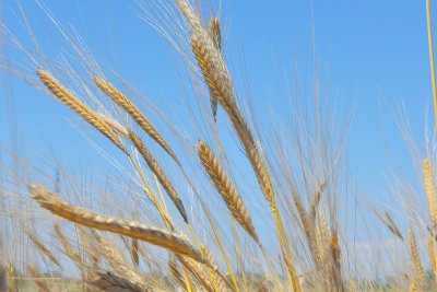 Украйна: Може да изнасяме зърно почти изцяло през дунавските пристанища