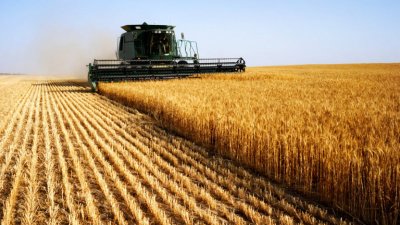 Земеделският министър очаква над 6 млн. тона реколта пшеница