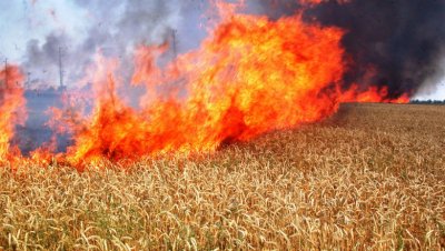 Стотици декари неожъната пшеница изгоряха