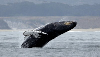 Учени от Колумбия заснеха женски кит кърмещ малкото си в