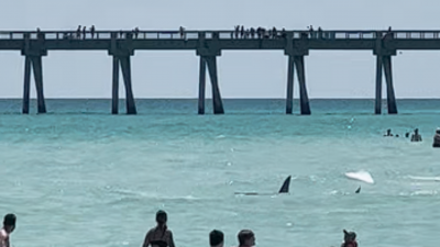 Акула изненада плажуващи във Флорида (ВИДЕО)