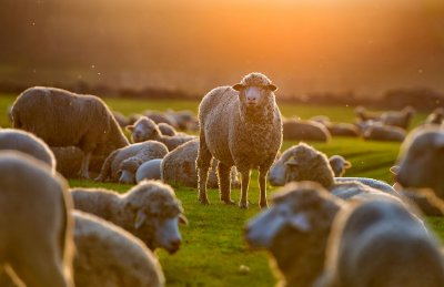 Шофьор помете овце в Монтана съобщиха от полицията На 3 юли около 12 30