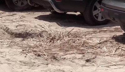 Летовници паркират колите си в пясъка който се води пясъчни дюни и