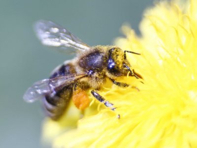 Медоносните пчели имат удивителни когнитивни способности и умеят да решават