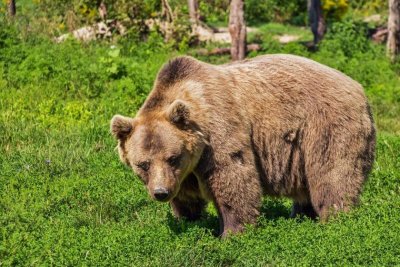 Италиански съд днес спря изпълнението на решение кафява мечка трябва