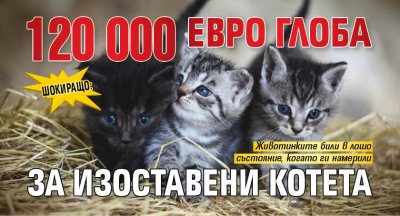 Шокиращо: 120 000 евро глоба за изоставени котета