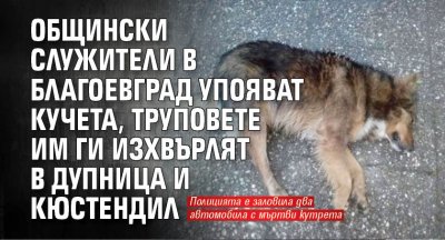 Общински служители в Благоевград упояват кучета, труповете им ги изхвърлят в Дупница и Кюстендил