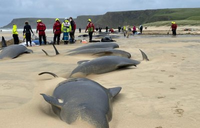 Над 50 пилотни кита загинаха при масово засядане на отдалечен