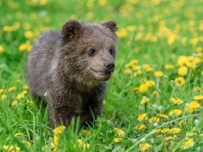 Паркът за танцуващи мечки в Белица има нов малък обитател
