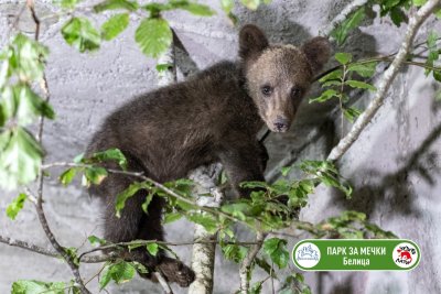 Паркът за мечки край Белица поема временно грижата за малкото мече