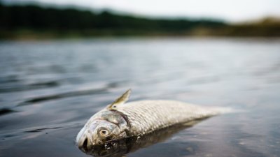 Стотици килограми мъртва риба изплуваха от водите на река Ботуня