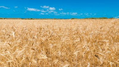 200 дка пшеница изгоряха край Силистра