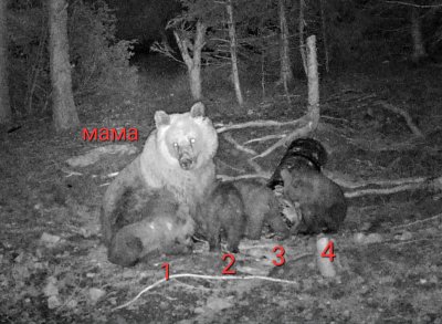 Изключително рядък природен феномен с кафява мечка бе документиран с фотокапан