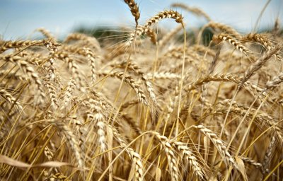 Пшеницата поскъпна до рекордни нива