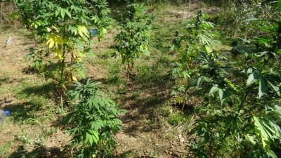 Откриха растения канабис в двора на 63 годишна жена в Кресна съобщиха от полицията