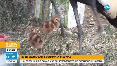 Двойката короновани жерави в бургаския зоопарк вече има своето първо