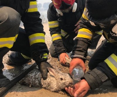 Пожарникари спасиха зайче от горските пожари на остров Родос